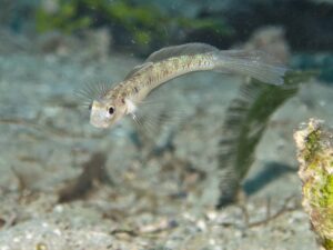 Vanderhorstia dorsomacula Dorsal Spot Shrimpgoby