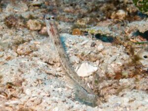 Vanderhorstia dorsomacula Dorsal Spot Shrimpgoby with Mottled Spot-tail Shrimp Alpheus species 7