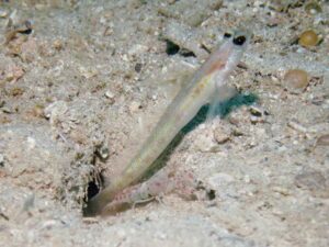 Vanderhorstia dorsomacula Dorsal Spot Shrimpgoby with Red-Speckled Shrimp Alpheus species 10