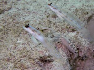 Vanderhorstia nobilis Majestic Shrimpgoby with Mottled Spot-tail Shrimp Alpheus species 7