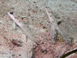 Vanderhorstia nobilis Majestic Shrimpgoby