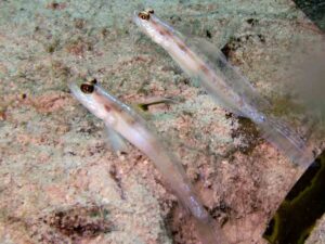 Vanderhorstia nobilis Majestic Shrimpgoby