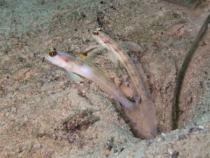 Vanderhorstia nobilis Majestic Shrimpgoby