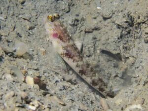 Vanderhorstia papilio Butterfly Shrimpgoby