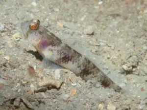 Vanderhorstia papilio, Butterfly Shrimpgoby