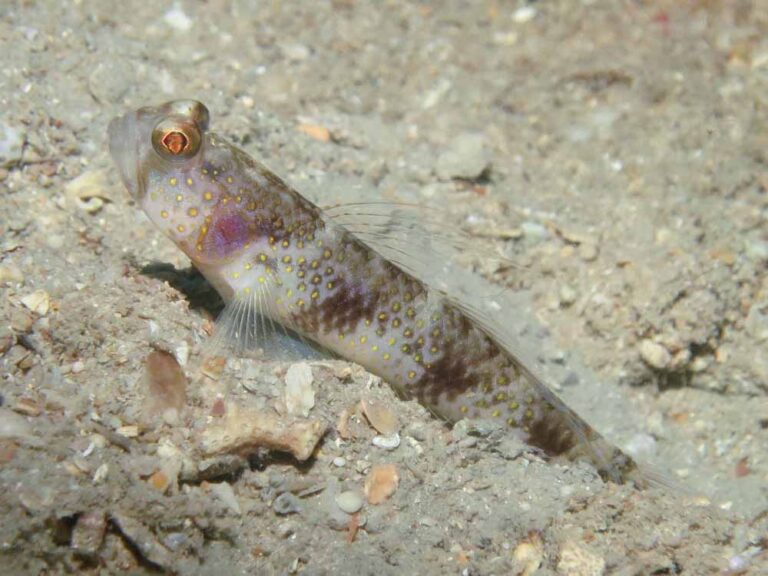 Vanderhorstia papilio Butterfly Shrimpgoby