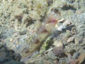 Vanderhorstia papilio Butterfly Shrimpgoby