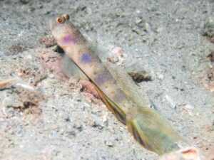 Vanderhorstia papilio Butterfly Shrimpgoby