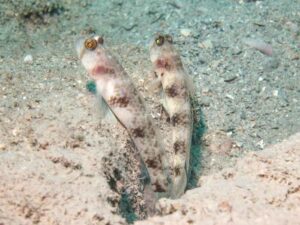 Vanderhorstia papilio Butterfly Shrimpgoby