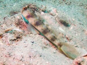 Vanderhorstia papilio Butterfly Shrimpgoby