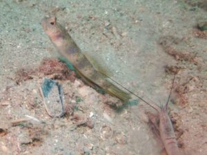 Vanderhorstia papilio Butterfly Shrimpgoby