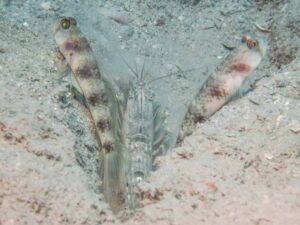 Vanderhorstia papilio Butterfly Shrimpgoby with Titan Shrimp Alpheus rapax