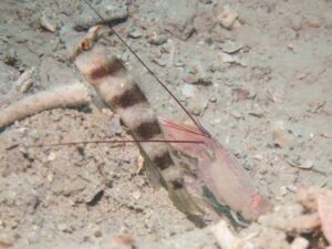 Vanderhorstia papilio Butterfly Shrimpgoby with Violet Shrimp Alpheus fenneri