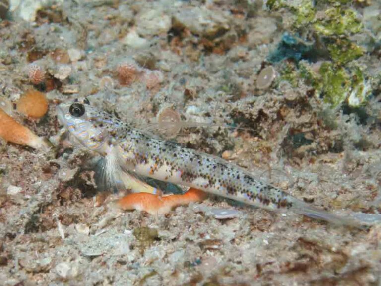 Vanderhorstia phaeosticta Yellowfoot Shrimpgoby