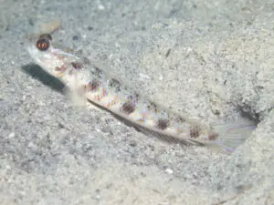 Vanderhorstia phaeosticta Yellowfoot Shrimpgoby