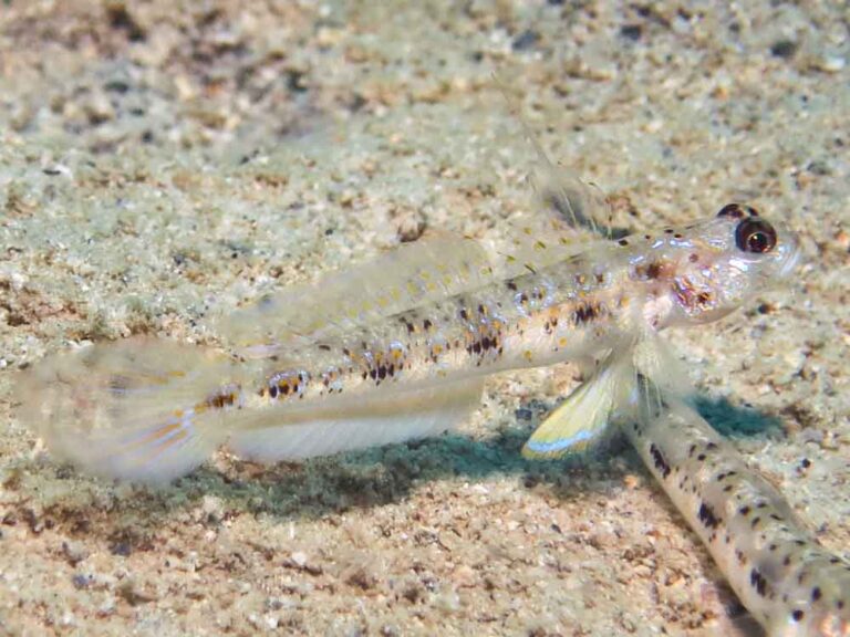 Vanderhorstia phaeosticta Yellowfoot Shrimpgoby