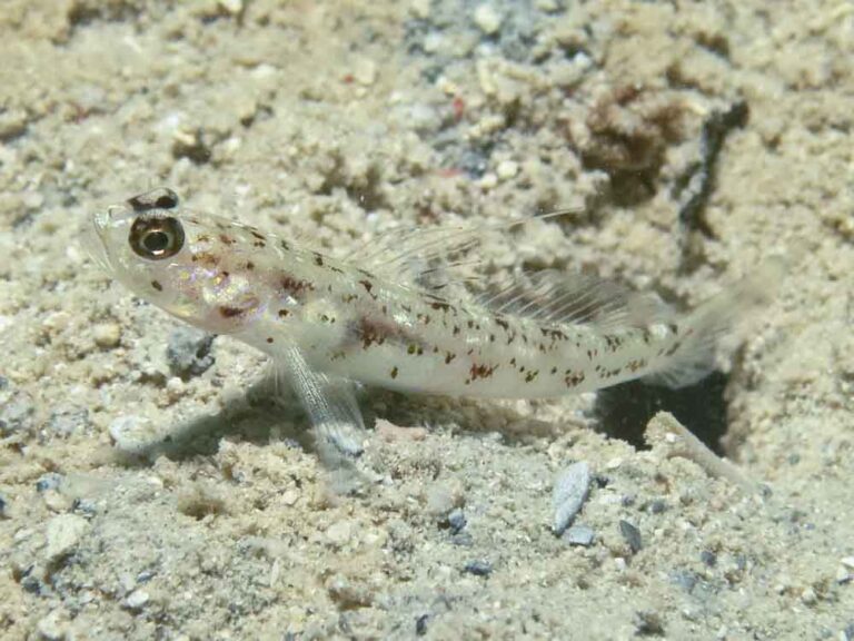 Vanderhorstia phaeosticta Yellowfoot Shrimpgoby