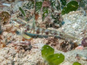 Vanderhorstia phaeosticta Yellowfoot Shrimpgoby