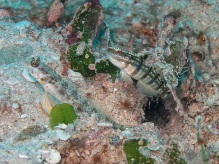 Vanderhorstia phaeosticta Yellowfoot Shrimpgoby