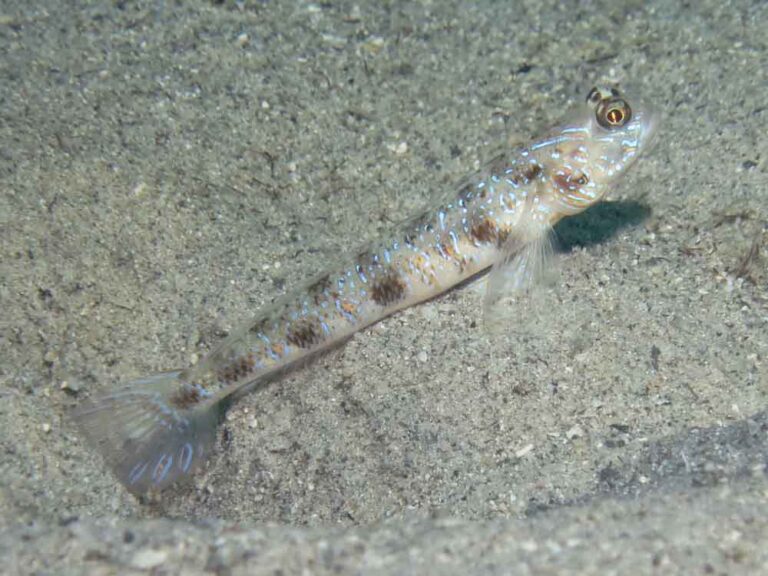 Vanderhorstia phaeosticta Yellowfoot Shrimpgoby