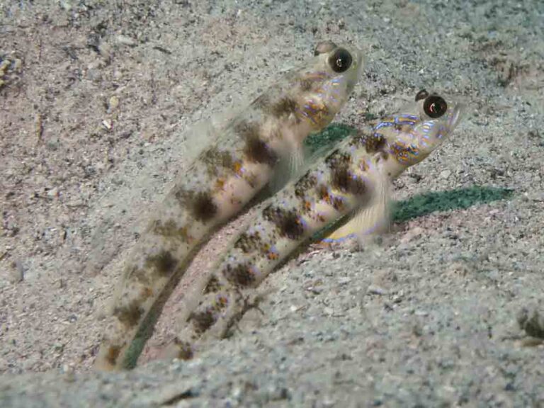 Vanderhorstia phaeosticta Yellowfoot Shrimpgoby