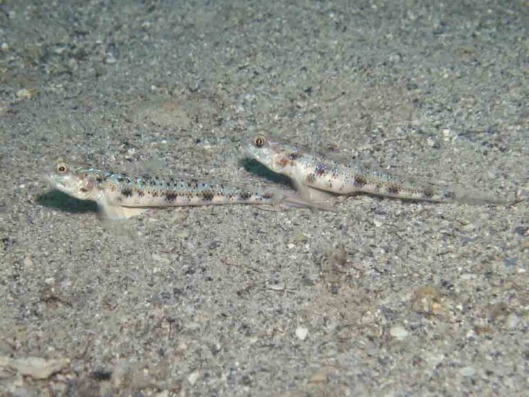 Vanderhorstia phaeosticta Yellowfoot Shrimpgoby