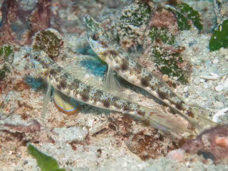 Vanderhorstia phaeosticta Yellowfoot Shrimpgoby