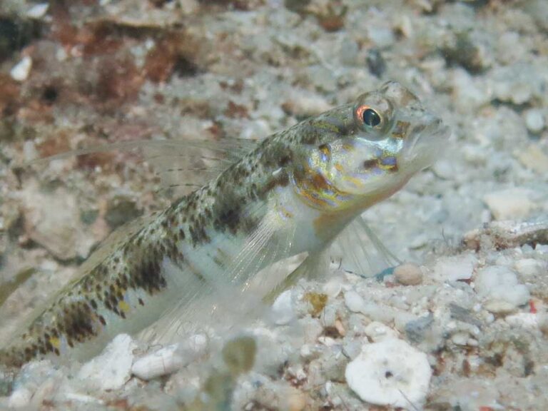 Vanderhorstia phaeosticta Yellowfoot Shrimpgoby