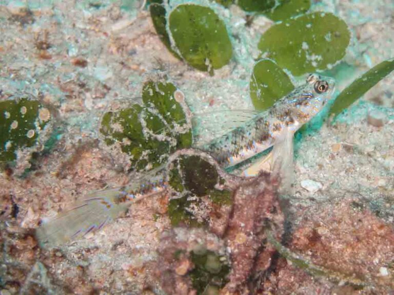 Vanderhorstia phaeosticta Yellowfoot Shrimpgoby