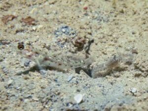 Vanderhorstia phaeosticta Yellowfoot Shrimpgoby with Freckled Shrimp Alpheus species 3