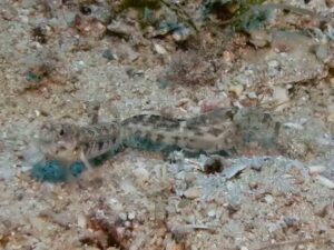 Vanderhorstia phaeosticta Yellowfoot Shrimpgoby with Longbody Shrimp Alpheus species 6