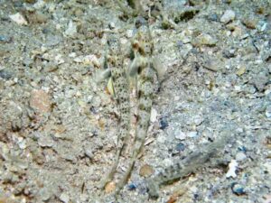 Vanderhorstia phaeosticta Yellowfoot Shrimpgoby with Mottled Spot-tail Shrimp Alpheus species 7