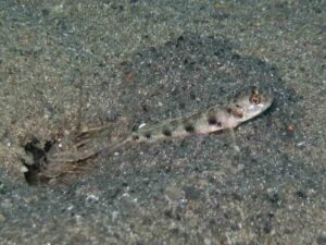 Vanderhorstia phaeosticta Yellowfoot Shrimpgoby with Pigpen Shrimp Alpheus rapacida