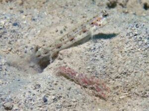 Vanderhorstia phaeosticta Yellowfoot Shrimpgoby with Red-Speckled Shrimp Alpheus species 10