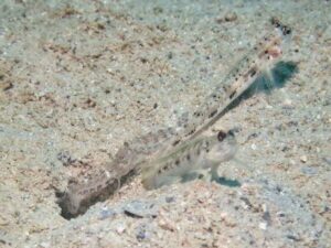 Vanderhorstia phaeosticta Yellowfoot Shrimpgoby with Tasselled Shrimp Alpheus species 14