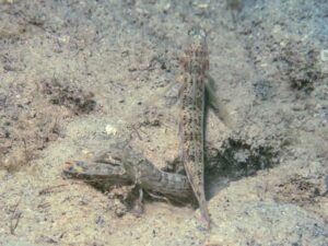 Vanderhorstia phaeosticta Yellowfoot Shrimpgoby with Titan Shrimp Alpheus rapax