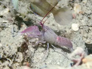 Violet Shrimp Alpheus fenneri