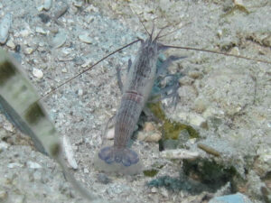 Violet Snapping Shrimp, Alpheus fenneri