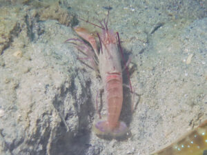 Violet Snapping Shrimp, Alpheus fenneri