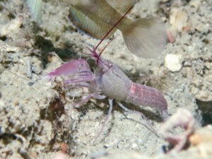 Violet Snapping Shrimp, Alpheus fenneri