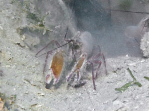 Violet Snapping Shrimp, Alpheus fenneri