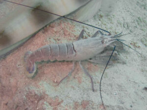 Violet Snapping Shrimp, Alpheus fenneri