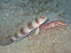 Violet Snapping Shrimp with Amblyeleotris fontanesii Giant Shrimpgoby