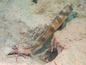 Violet Snapping Shrimp with Cryptocentrus cebuanus Cebu Shrimpgoby