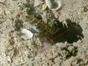 Violet Snapping Shrimp with Cryptocentrus sericus Ventral-barred Shrimpgoby