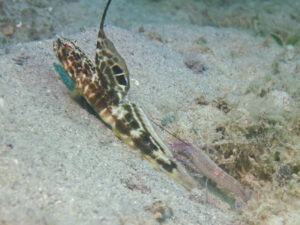 Violet Snapping Shrimp with Tomiyamichthys smithi Smith’s Shrimpgoby