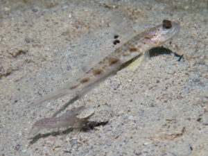 Violet Snapping Shrimp with Tomiyamichthys tanyspilus Longspot Shrimpgoby