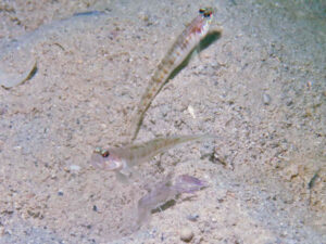 Violet Snapping Shrimp with Vanderhorstia auronotata Gold-Marked Shrimpgoby