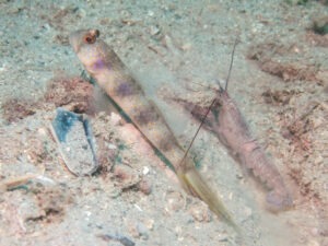 Violet Snapping Shrimp with Vanderhorstia papilio Butterfly Shrimpgoby