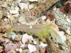 Yellow Pyjama Snapping Shrimp, Alpheus ochrostriatus